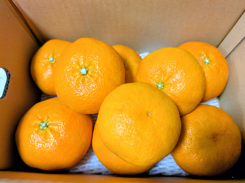 ⭐️歯切れのよさと、上品な甘さ⭐️　甘平　家庭用2.5キロ