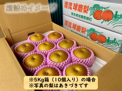 熊本のイチオシ梨！『清流球磨梨』秋麗　約5kg(5〜14個入り)
