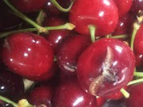 【発送は６月上旬～】さくらんぼ 佐藤錦３５０ｇ×２「訳ありですが味に自信あり!!」