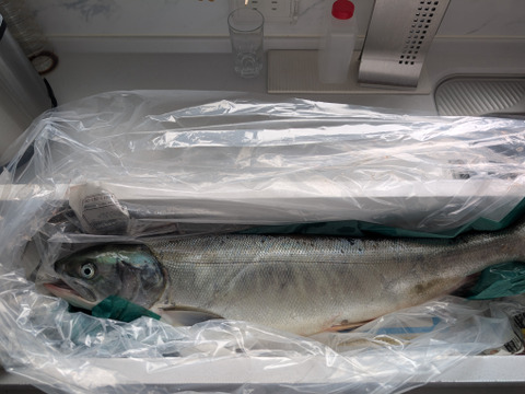 匠の活〆！秋サケ　メス2.5㎏
