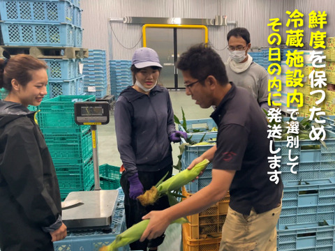 晴れの国岡山県産！メロンより甘い！朝採れフルーツコーン（とうもろこし）10本【6月下旬から発送予定、なくなり次第終了】