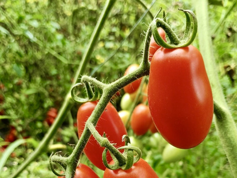 【業務用に最適！】露地栽培のミニトマト『アイコ』2.4㎏(800g×3袋)