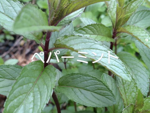 【セット商品Ｂ】ハーブセット🌿ハーブ5種のセット🌿ローリエ 🌿ローズマリー🌿オリーブの葉🌿ペパーミント🌿アップルミント🌿☆自然栽培