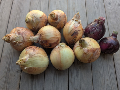 新玉ねぎと赤玉ねぎのセット【漢方栽培】