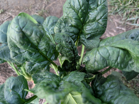 京の冬野菜セット2026【漢方栽培】