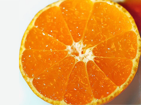 12/20より順次発送 幻のみかん『石地（いしじ）サイズ混合 5kg』 希少品種 5キロ 仲屋 海瀬農園 静岡県 西浦みかん