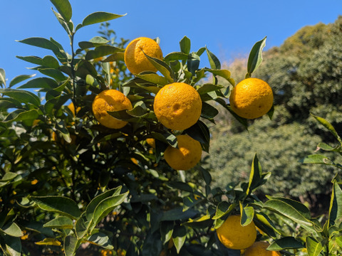 採れたて！まる美農園の柚子（2kg）【栽培期間中農薬不使用、ワックス防腐剤不使用】