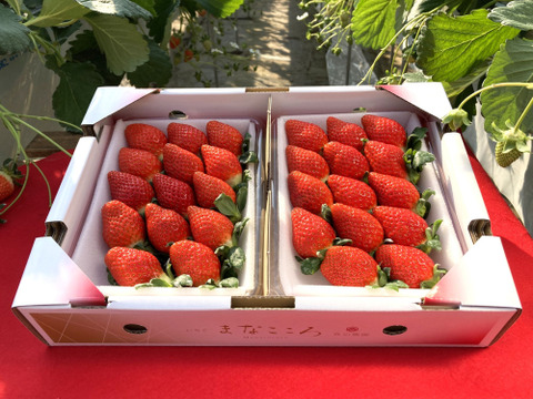 【予約販売】㉔真心農園　べにたま【楓】化粧箱２パック入り　ご贈答でも好まれます！1月下旬から順次お届け