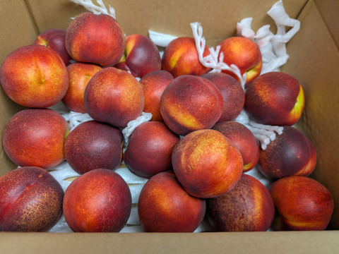 長野産ネクタリン4.5キロ硬め2箱クール便 ワッサー約3kg 長野県産桃 （予約8月上旬頃〜順次発送