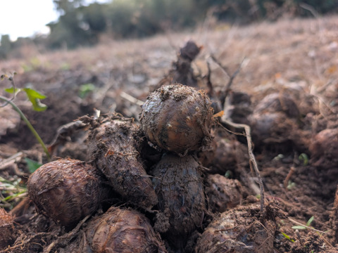 《ねっとり、しっとり》里芋５KG 五島列島産 栽培期間中農薬/化学肥料不使用 サトイモ