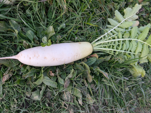 京の冬野菜セット2026【漢方栽培】