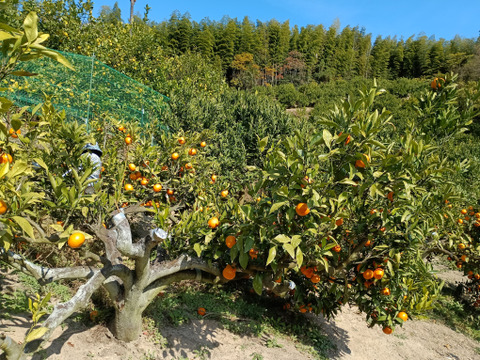 甘くて美味しい 石地みかん ３級品 10kg