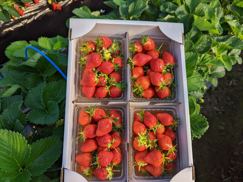 【幻の品種】「おとめ心」完熟いちごMサイズ【約1.2kg入】