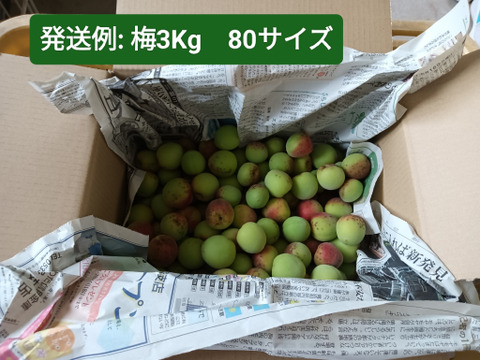 自然の恵み そのまま！静岡県産　自然栽培 南高梅（青梅）3kg 80サイズ　梅酒用　梅干し用