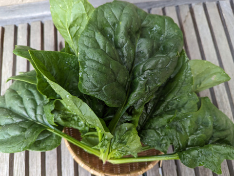 朝採り肉厚ほうれん草農薬【化学肥料不使用】400g