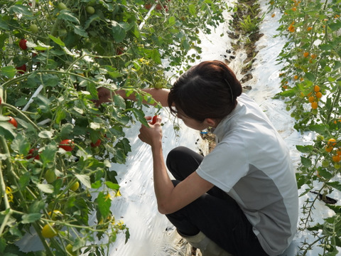 【ミニトマト2kg】淡路島産　濃厚な甘みと味の濃さが魅力的な品種「ジャングル」