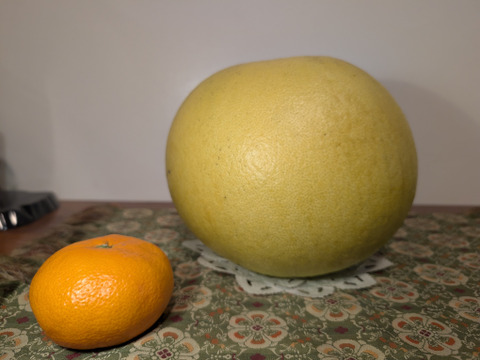 露地もの！岐阜県産『晩白柚』（ひと玉約1.5kg）