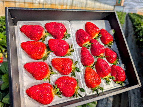 【母の日ギフト】【メッセージカード付き】【幻の品種】「おとめ心」完熟いちご 2Lと3L！17粒！