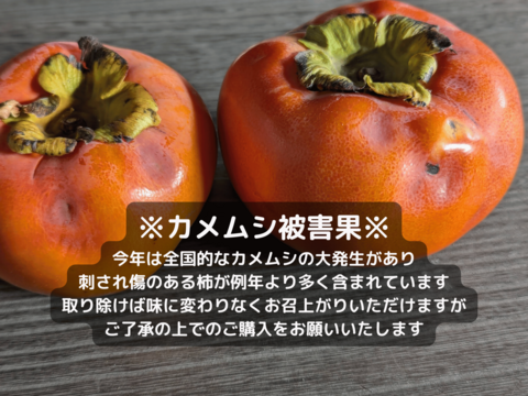 味わい深いコク＊富有柿＊【訳あり】大箱大玉（L/2L）約10kg