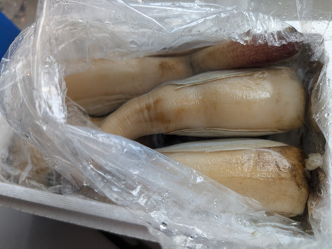 日間賀島産（漁師直送）今年も到来❗️
高級貝 【白ミル貝】の時期！
2kg 活きて届く海の愛白ミル貝でしか味わえない味、一度食べたらトリコに❗️
初売り開始！