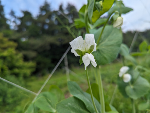 【農薬化学肥料不使用】朝採り絹さや100ｇ