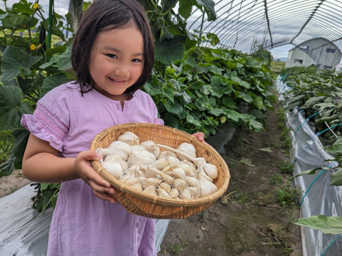 【小さめ ピンク バラにんにく】400g  北海道産 北海道在来種 農薬不使用自家栽培にんにく