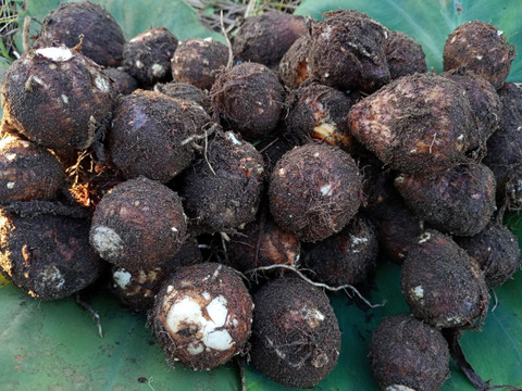 里芋（大野芋）1.8kg