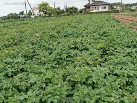 新じゃがいも⭐キタアカリ⭐(4kg)茨城県産