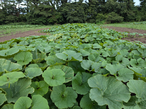 抜群のホクホク感と厚さ！白九重栗かぼちゃ2~3個（合計6kg以上）【農薬・化学肥料不使用】
