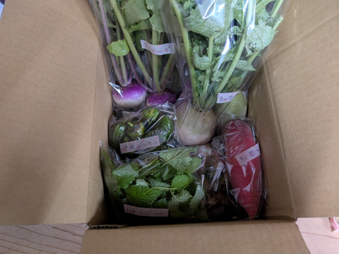 からだ温まる　まごころ野菜セット　Mサイズ、８－１０品種、農薬不使用の旬野菜