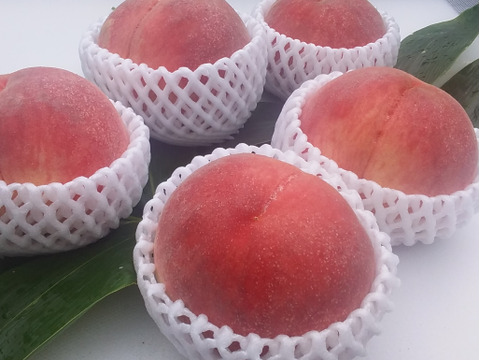 予約【規格外】白鳳桃糖度11度(2㎏箱詰め)和歌山産