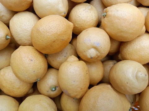 激安広島県産レモン🍋防腐剤不使用　皮ごと使える 訳あり三級品  10kg即日発送可能