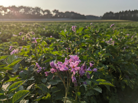 農薬化学肥料不使用！しっとり＆ホクホク！じゃがいも『メークイン』4kg（サイズ無選別）