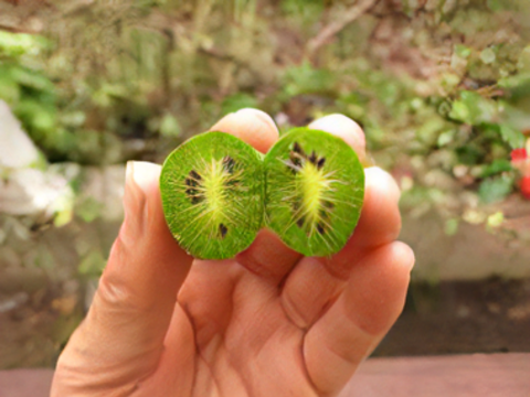 【栄養満点】珍果サルナシ　選別なし約１kｇ