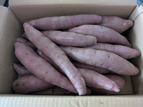 ぞっこんべにはるか　B品　5キロ　Mサイズ