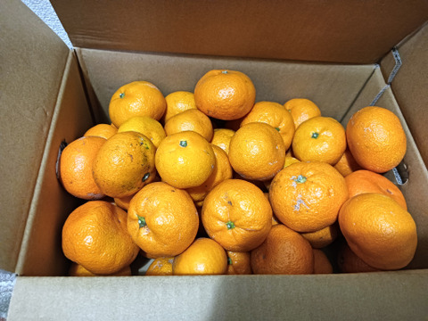 見た目は悪いが味は良し！糖度１０度以上！【選果落ち】南柑２０号”５kg”