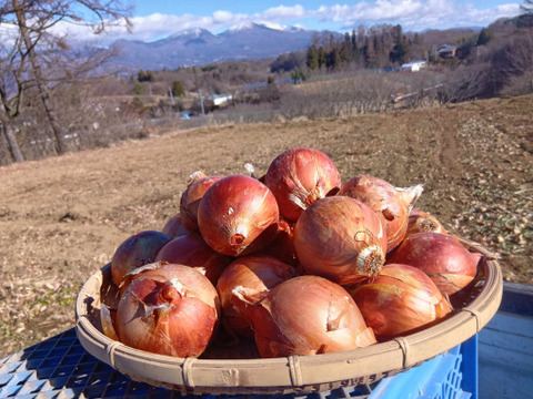 高冷地でじっくり育った玉ねぎ５Kg