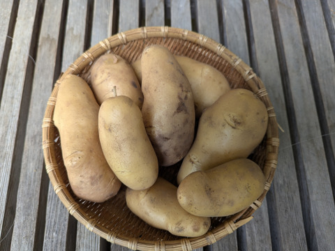 農薬化学肥料不使用！しっとり＆ホクホク！じゃがいも『メークイン』4kg（サイズ無選別）