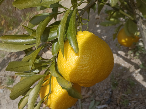 広島産 黄色い柑橘  はるかと 
レモン5個 合計 5kg