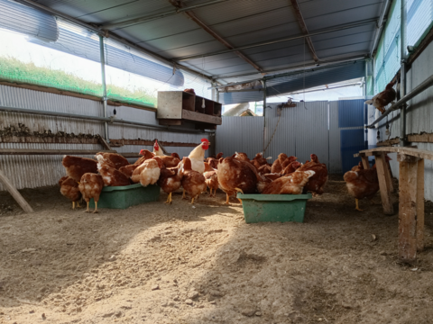 阿波　放し飼い有精卵「池田なません」10個