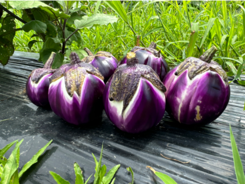 世界一！ヴィオレッタ・デ・フィレンチェ2K