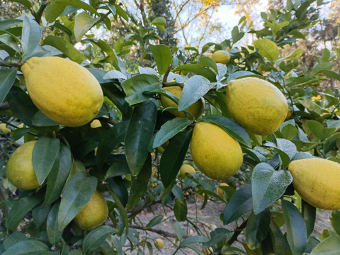 防腐剤、ワックス不使用　皮も使える小玉レモン良品　10kg