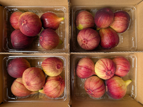 【完熟】いちじく 4パック(12〜24個入)　静岡県産