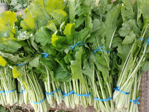 【雪下野沢菜】発祥の地域産、大量10kg