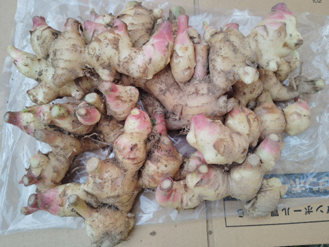 鮮度抜群！香り最高！新生姜1kg 土付き（10月4週目発送予定）