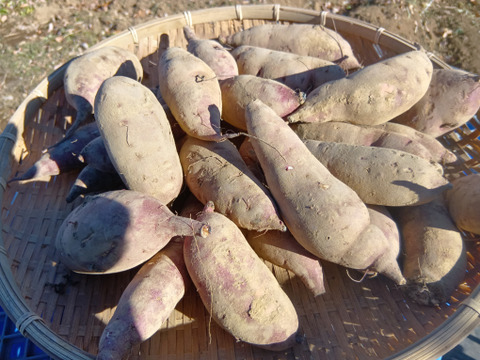 ねっとり極甘　さつまいも　紅はるか５Kg