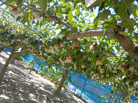 糖度13以上 BIGサイズ美味しい豊水梨5㎏箱 8～12個入り