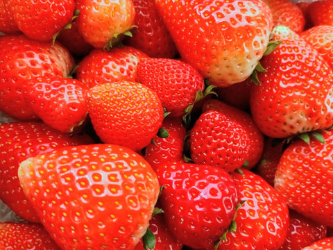 栃木県産とちあいか！たっぷり約2kg！規格外のため格安！甘くて酸味が少ない品種です！