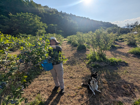 令和7年収穫　北海道産ブルーベリー　【冷凍1kg】