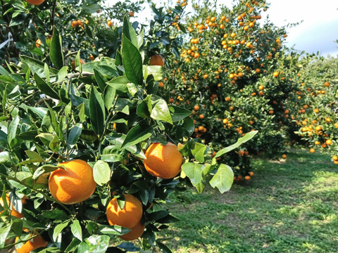 奄美完熟たんかん　光センサー選別（秀品・糖度１１度以上）１０㎏（２Ｌ～Ｌ）